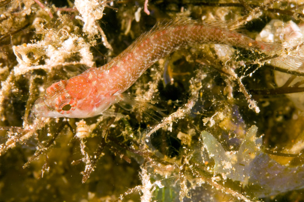 Xenomedea rhodopyga